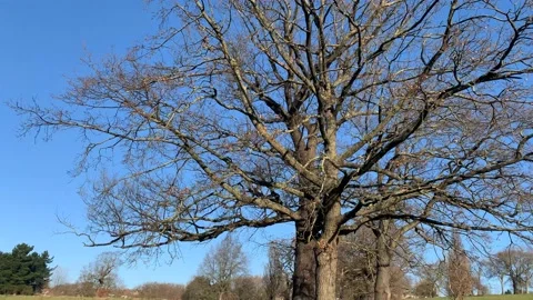 Gladstone - 11 Stock Footage 155197499