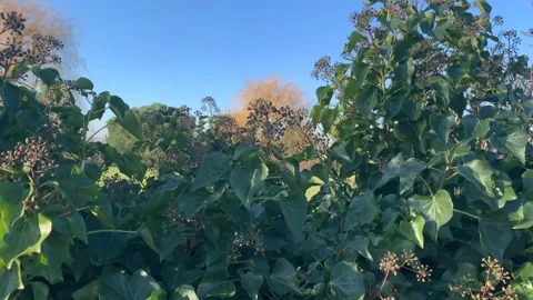 Gladstone - 36 库存影片 155197886