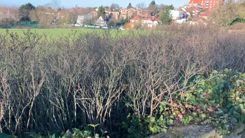 Gladstone - 37 库存影片 155197915