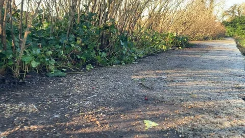 Gladstone - 43 库存影片 155198065