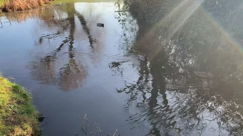 Gladstone - 44 库存影片 155198095