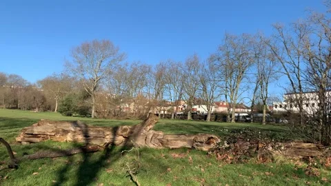 Gladstone - 53 库存影片 155198184