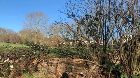 Gladstone - 55 库存影片 155198241