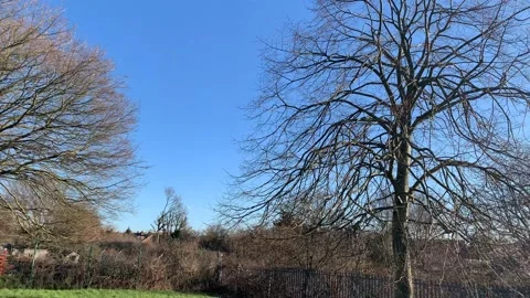 Gladstone - 59 库存影片 155198332