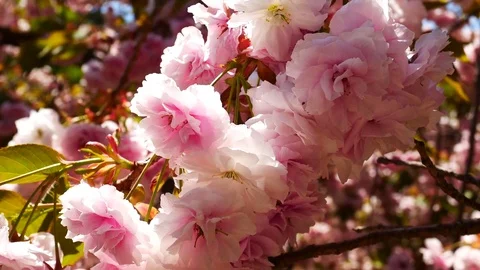 Glamorous Cherry Blossoms 4k Stockbeeldmateriaal 77116916
