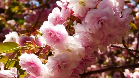 Glamorous Cherry Blossoms 4k Zin Vidéo 80148404