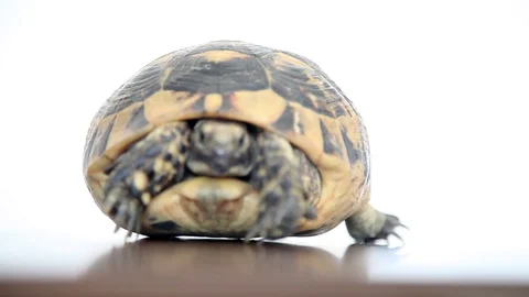 Glamorous tortoise slowly leaves Stock Footage 129844796