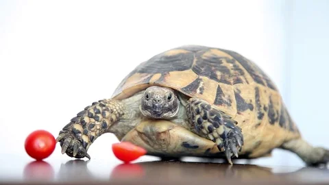 Glamorous tortoise slowly leaves Stock Footage 129844882