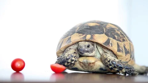 Glamorous turtle looks at you Stock Footage 129844734