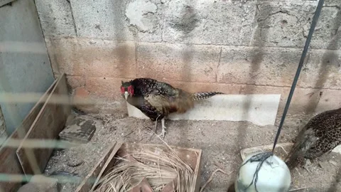 A glance of ring necked pheasant inside a cage Stock Footage 263573303