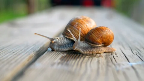 Glance, steps and slow motion to love. Macro, super close up. Stock Footage 129755857