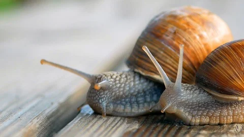 Glance, steps and slow motion to love. Macro, super close up. Stock Footage 129755864