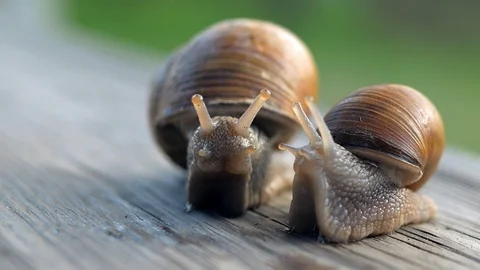 Glance, steps and slow motion to love. Macro, super close up. Stock Footage 129755872