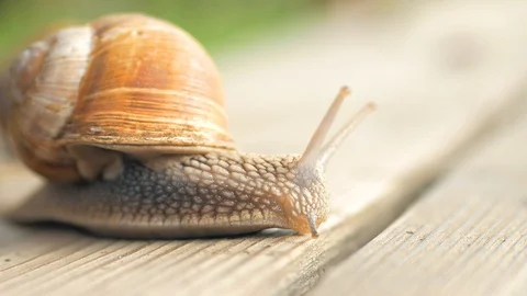 Glance, steps and slow motion to love. Macro, super close up. Stock Footage 129755917