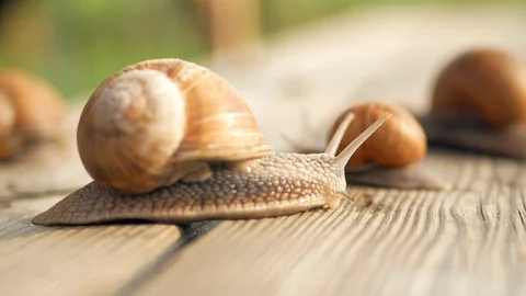 Glance, steps and slow motion to love. Macro, super close up. Stock Footage 129755947