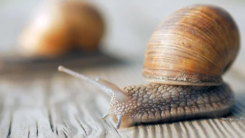 Glance, steps and slow motion to love. Macro, super close up. Stock Footage 129755956