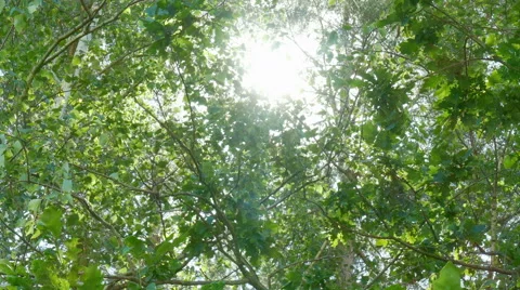 Glance at the sun through treetops Stock Footage 51784394