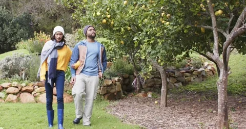 Glancing at citrus tree, African American couple walking arm in arm in orchard Stock Footage 344850581
