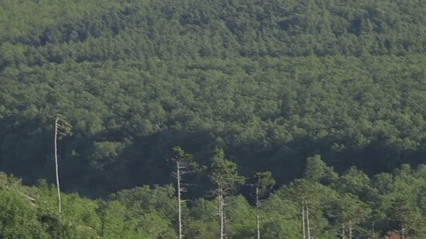 Glancing Out Over the Treetops Stock Footage 77774651