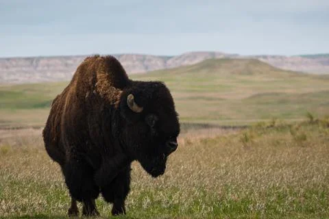 Glancing Stock Photos