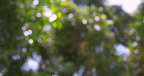 Glancing sunlight through blurred green foliage creating a soft peaceful nature 库存影片 348891897