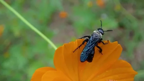 Gland bee eats yellow flowers in the morning. Stock Footage 157271178