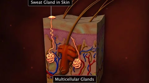 Glandular epithelium Stock Footage 319939091