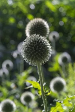 Glandular globe thistle in strong sunlight with bokeh effect Stock Photos