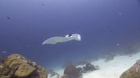 Glant Manta Stock Footage 8980868
