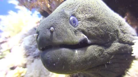 Glant Moray, Moray Ells close-up Stock Footage 8974852
