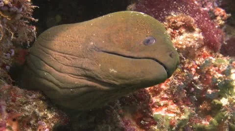 Glant Moray, Moray Ells Stock Footage 8995688