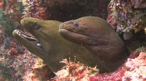 Glant Moray, Moray Ells Stock Footage