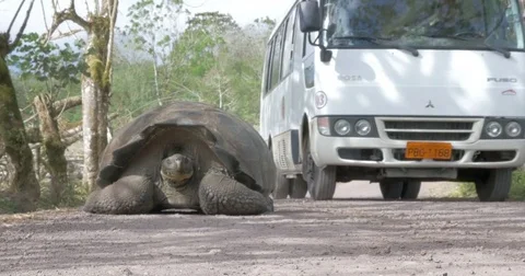Glapagos Giant Turtle on the road Video stock 73668207