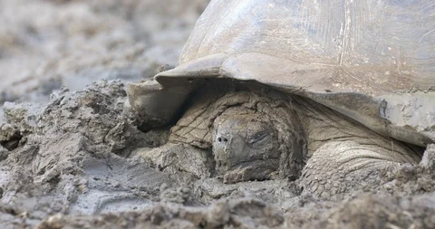 Glapagos Giant Turtle taking a Mud bath Stock Footage 98610797