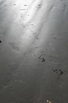 Glare reflection on smooth wet beach sand with shoe and paw footprints near.. Stock Photos