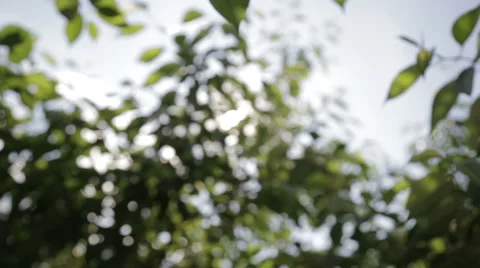 The glare of the sun in the leaves Stock-Footage 63840440