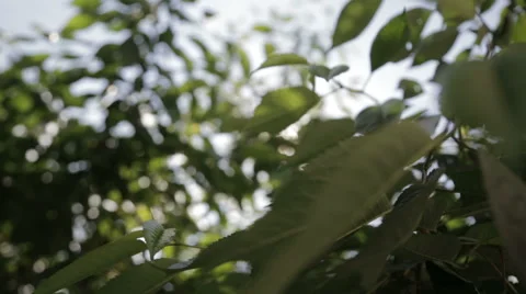 The glare of the sun in the leaves Stock Footage 63840644