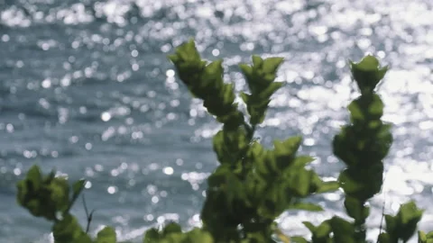 The glare of the sun reflects in the ocean and gives a beautiful sparkling Stock Footage 167846811