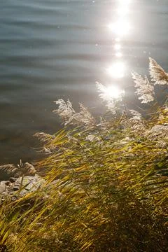 Glare from the sun reflects on the water. Stock Photos