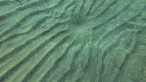 The glare of the sun on the sandy seabed in shallow water Stock Footage 232773852