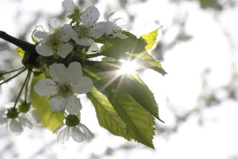The glare of the sun. Spring background Stock Photos