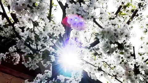 The Glare sun through branches Stock Footage 74701138