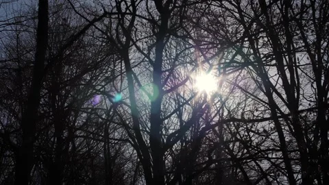The glare of the sun through the branches Video stock 175262134
