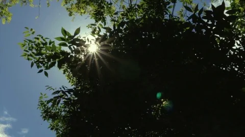 Glare of the sun through the branches of a tree Stock Footage 76021694