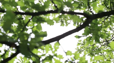 The glare of the sun through the leaves Stock Footage 63562205