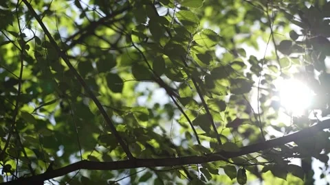 The glare of the sun through the leaves of a tree. Tree Branches With Green Stock Footage 233496124