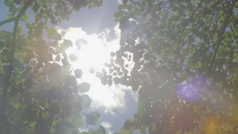 Glare of the sun through the trees p2 Stock Footage 133153548