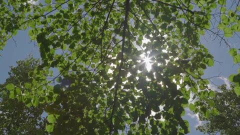 Glare of the sun through the trees p3 Stock-Footage 133153639