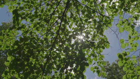 Glare of the sun through the trees p4 Stock Footage 133153753