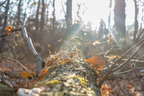 The glare of the sun. Tree fallen in the forest close-up. 写真素材